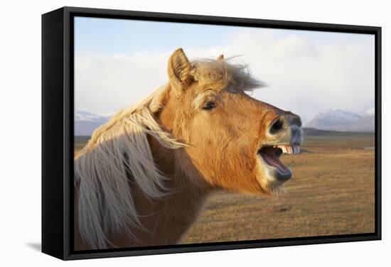 Iceland, Hofn. Icelandic horse seems to laugh at camera.-Josh Anon-Framed Stretched Canvas