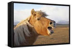 Iceland, Hofn. Icelandic horse seems to laugh at camera.-Josh Anon-Framed Stretched Canvas