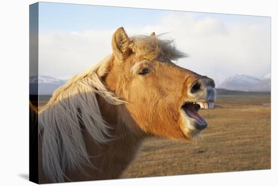 Iceland, Hofn. Icelandic horse seems to laugh at camera.-Josh Anon-Stretched Canvas