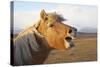 Iceland, Hofn. Icelandic horse seems to laugh at camera.-Josh Anon-Stretched Canvas