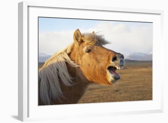 Iceland, Hofn. Icelandic horse seems to laugh at camera.-Josh Anon-Framed Photographic Print