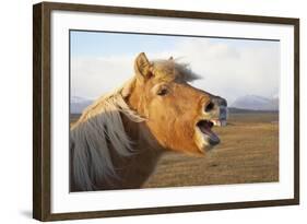 Iceland, Hofn. Icelandic horse seems to laugh at camera.-Josh Anon-Framed Photographic Print