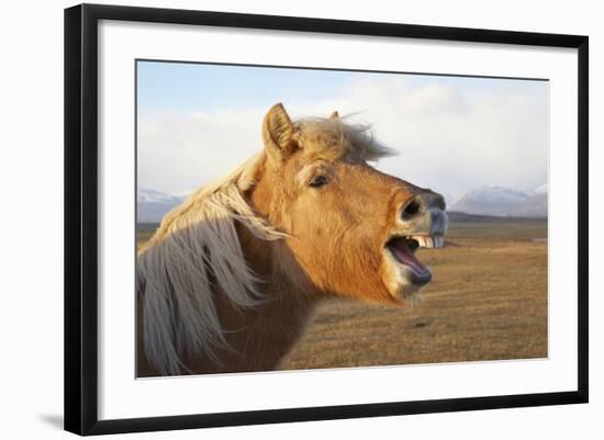 Iceland, Hofn. Icelandic horse seems to laugh at camera.-Josh Anon-Framed Photographic Print