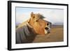 Iceland, Hofn. Icelandic horse seems to laugh at camera.-Josh Anon-Framed Photographic Print