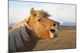 Iceland, Hofn. Icelandic horse seems to laugh at camera.-Josh Anon-Mounted Photographic Print