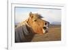 Iceland, Hofn. Icelandic horse seems to laugh at camera.-Josh Anon-Framed Photographic Print