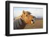 Iceland, Hofn. Icelandic horse seems to laugh at camera.-Josh Anon-Framed Photographic Print