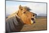 Iceland, Hofn. Icelandic horse seems to laugh at camera.-Josh Anon-Mounted Photographic Print