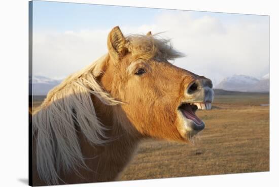 Iceland, Hofn. Icelandic horse seems to laugh at camera.-Josh Anon-Stretched Canvas