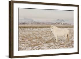 Iceland Horse, Near Hvollsvšllur, South Iceland, Iceland-Rainer Mirau-Framed Photographic Print