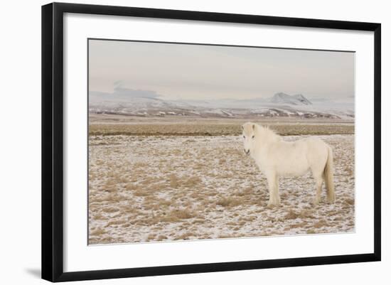 Iceland Horse, Near Hvollsvšllur, South Iceland, Iceland-Rainer Mirau-Framed Photographic Print