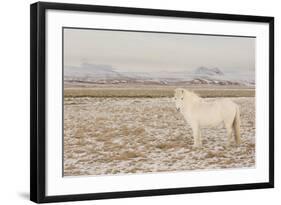 Iceland Horse, Near Hvollsvšllur, South Iceland, Iceland-Rainer Mirau-Framed Photographic Print