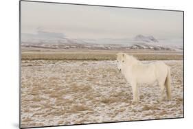 Iceland Horse, Near Hvollsvšllur, South Iceland, Iceland-Rainer Mirau-Mounted Photographic Print