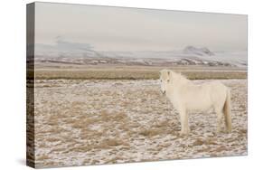 Iceland Horse, Near Hvollsvšllur, South Iceland, Iceland-Rainer Mirau-Stretched Canvas