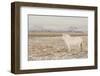 Iceland Horse, Near Hvollsvšllur, South Iceland, Iceland-Rainer Mirau-Framed Photographic Print