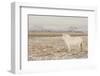 Iceland Horse, Near Hvollsvšllur, South Iceland, Iceland-Rainer Mirau-Framed Photographic Print