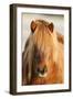 Iceland Horse, Portrait, Animals, Animal, Mammals, Mammal, Un, Horses, Horse, Reitpferde-Ronald Wittek-Framed Premium Photographic Print