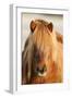Iceland Horse, Portrait, Animals, Animal, Mammals, Mammal, Un, Horses, Horse, Reitpferde-Ronald Wittek-Framed Premium Photographic Print