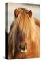 Iceland Horse, Portrait, Animals, Animal, Mammals, Mammal, Un, Horses, Horse, Reitpferde-Ronald Wittek-Stretched Canvas