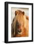 Iceland Horse, Portrait, Animals, Animal, Mammals, Mammal, Un, Horses, Horse, Reitpferde-Ronald Wittek-Framed Photographic Print