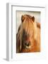 Iceland Horse, Portrait, Animals, Animal, Mammals, Mammal, Un, Horses, Horse, Reitpferde-Ronald Wittek-Framed Photographic Print