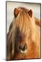 Iceland Horse, Portrait, Animals, Animal, Mammals, Mammal, Un, Horses, Horse, Reitpferde-Ronald Wittek-Mounted Photographic Print