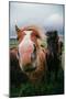 Iceland Horses and Clouds, Farm Scene, High Country Iceland-Vincent James-Mounted Photographic Print