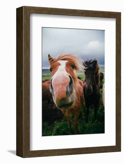 Iceland Horses and Clouds, Farm Scene, High Country Iceland-Vincent James-Framed Photographic Print