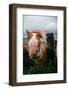 Iceland Horses and Clouds, Farm Scene, High Country Iceland-Vincent James-Framed Photographic Print
