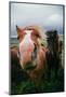 Iceland Horses and Clouds, Farm Scene, High Country Iceland-Vincent James-Mounted Photographic Print