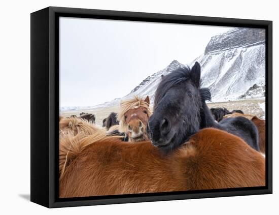Iceland horses in winter, western Iceland. March.-Konrad Wothe-Framed Stretched Canvas