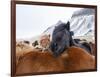 Iceland horses in winter, western Iceland. March.-Konrad Wothe-Framed Photographic Print