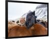 Iceland horses in winter, western Iceland. March.-Konrad Wothe-Framed Photographic Print