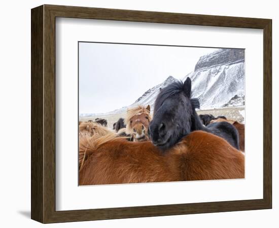 Iceland horses in winter, western Iceland. March.-Konrad Wothe-Framed Photographic Print