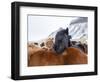 Iceland horses in winter, western Iceland. March.-Konrad Wothe-Framed Photographic Print