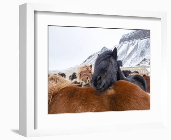 Iceland horses in winter, western Iceland. March.-Konrad Wothe-Framed Photographic Print