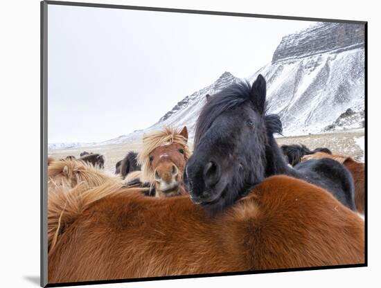 Iceland horses in winter, western Iceland. March.-Konrad Wothe-Mounted Photographic Print