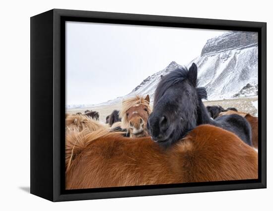 Iceland horses in winter, western Iceland. March.-Konrad Wothe-Framed Stretched Canvas