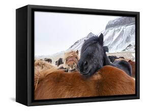 Iceland horses in winter, western Iceland. March.-Konrad Wothe-Framed Stretched Canvas