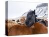 Iceland horses in winter, western Iceland. March.-Konrad Wothe-Stretched Canvas