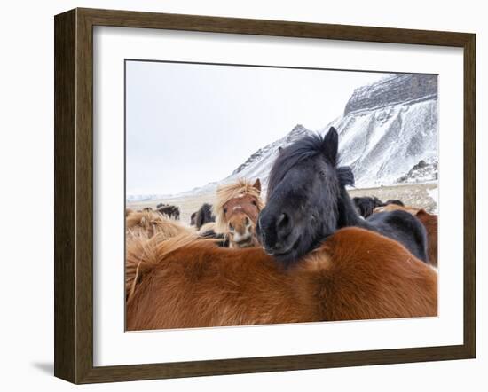 Iceland horses in winter, western Iceland. March.-Konrad Wothe-Framed Photographic Print