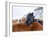 Iceland horses in winter, western Iceland. March.-Konrad Wothe-Framed Photographic Print