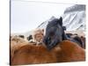 Iceland horses in winter, western Iceland. March.-Konrad Wothe-Stretched Canvas