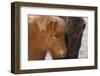 Iceland Horses, Near Hvollsvšllur, South Iceland, Iceland-Rainer Mirau-Framed Photographic Print