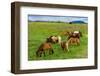 Iceland Horses-Catharina Lux-Framed Photographic Print