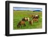 Iceland Horses-Catharina Lux-Framed Photographic Print