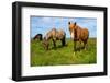 Iceland Horses-Catharina Lux-Framed Photographic Print