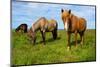 Iceland Horses-Catharina Lux-Mounted Photographic Print