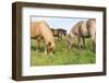 Iceland Horses-Catharina Lux-Framed Photographic Print