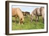 Iceland Horses-Catharina Lux-Framed Photographic Print